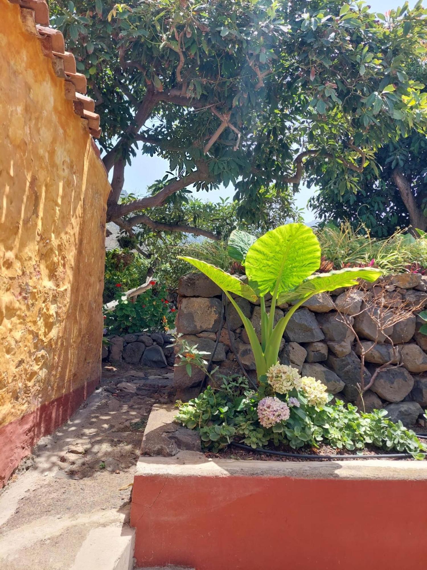 La Plantación _agroturismo * La Orotava