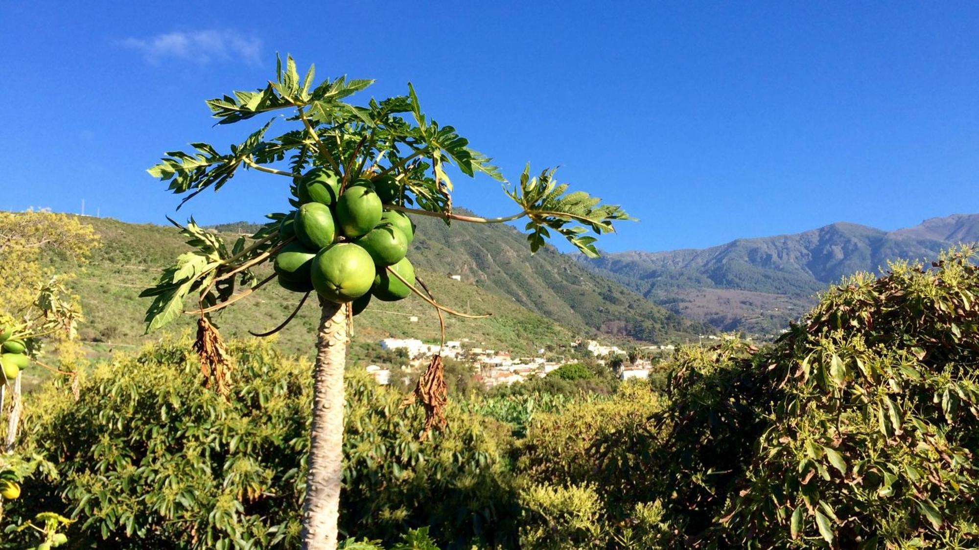 La Plantación _agroturismo *