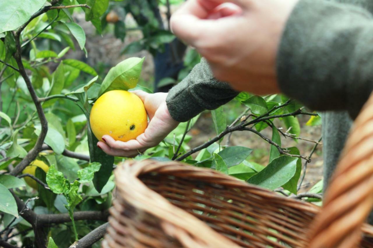 La Plantación _agroturismo * La Orotava