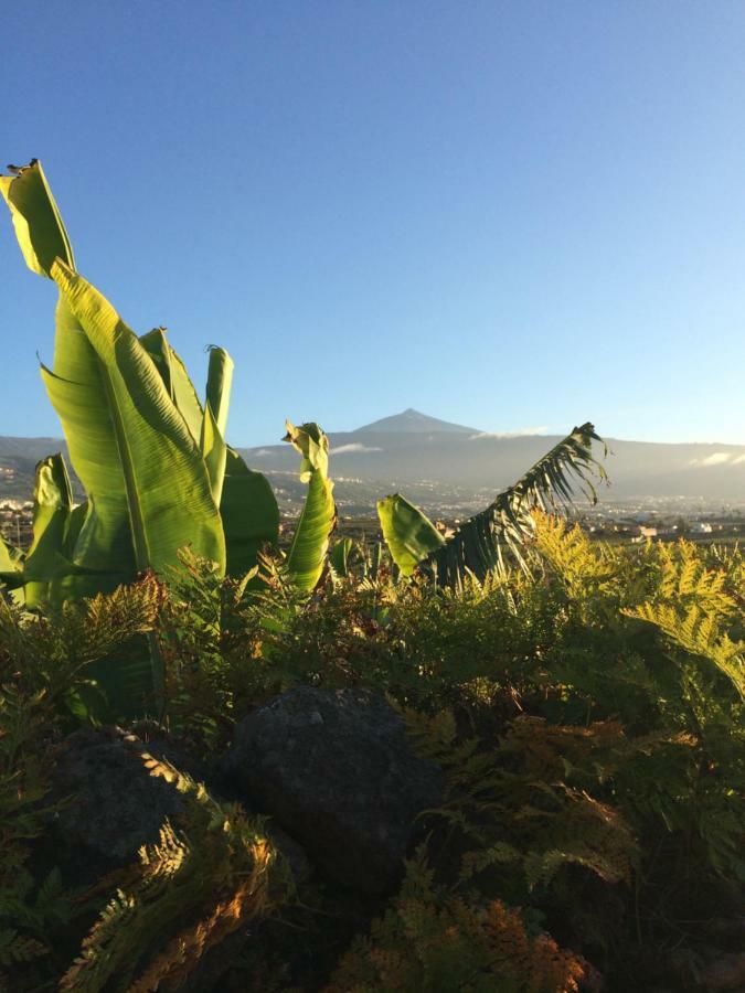 La Plantación _agroturismo * La Orotava