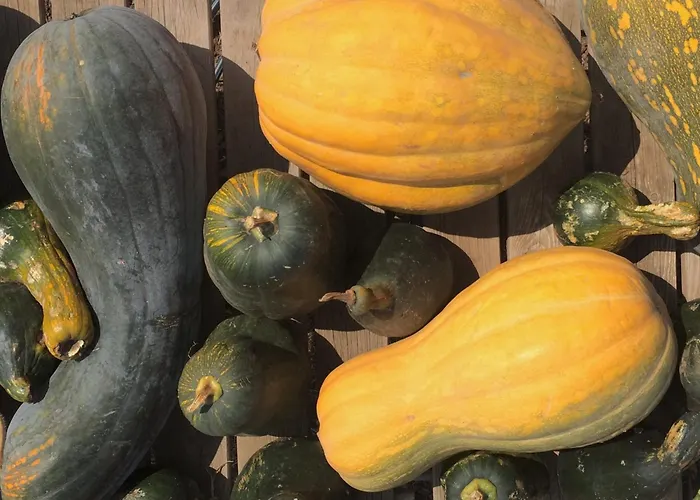 Finca La Plantacion _Agroturismo